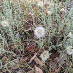 Vittadinia gracilis at Florey, ACT - 5 Nov 2023 03:27 PM