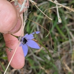 Lasioglossum (Chilalictus) sp. (genus & subgenus) (Halictid bee) at Florey, ACT - 5 Nov 2023 by rbannister