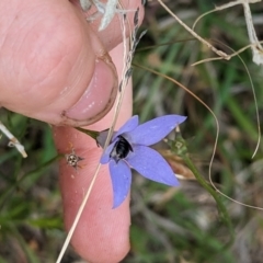 Lasioglossum (Chilalictus) sp. (genus & subgenus) at Florey, ACT - 5 Nov 2023 03:40 PM