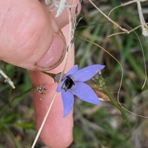 Lasioglossum (Chilalictus) sp. (genus & subgenus) at Florey, ACT - 5 Nov 2023 03:40 PM