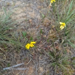 Goodenia pinnatifida (Scrambled Eggs) at Florey, ACT - 5 Nov 2023 by rbannister