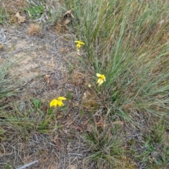 Goodenia pinnatifida at Florey, ACT - 5 Nov 2023 03:40 PM