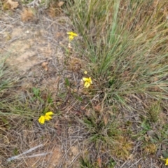 Goodenia pinnatifida at Florey, ACT - 5 Nov 2023