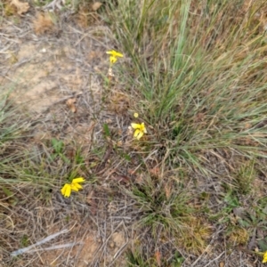 Goodenia pinnatifida at Florey, ACT - 5 Nov 2023