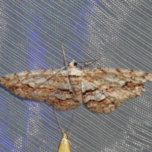 Didymoctenia exsuperata at Acton, ACT - 3 Nov 2023 09:11 PM