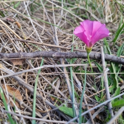 Convolvulus angustissimus subsp. angustissimus (Australian Bindweed) at QPRC LGA - 5 Nov 2023 by clarehoneydove