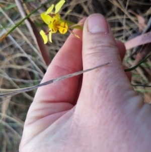 Diuris sulphurea at Bungendore, NSW - suppressed