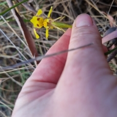 Diuris sulphurea at Bungendore, NSW - suppressed