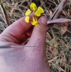 Diuris sulphurea at Bungendore, NSW - suppressed