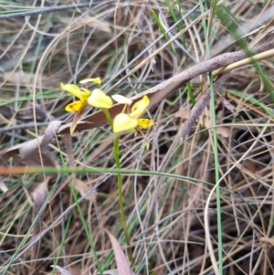 Diuris sulphurea at Bungendore, NSW - suppressed