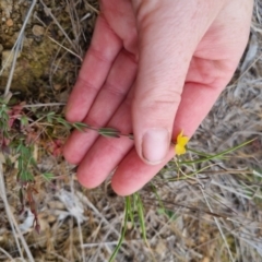 Hypericum gramineum (Small St Johns Wort) at QPRC LGA - 5 Nov 2023 by clarehoneydove