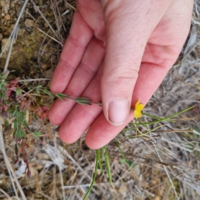 Hypericum gramineum (Small St Johns Wort) at QPRC LGA - 5 Nov 2023 by clarehoneydove