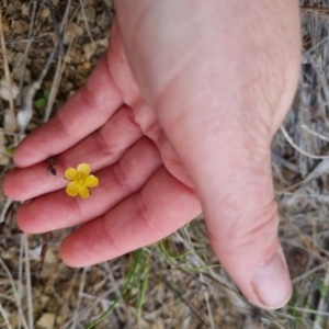 Hypericum gramineum at Bungendore, NSW - 5 Nov 2023