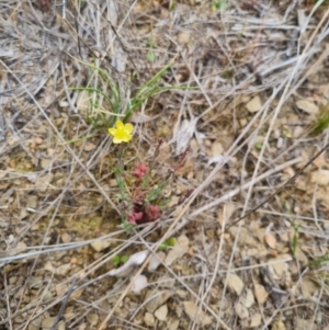 Hypericum gramineum at Bungendore, NSW - 5 Nov 2023