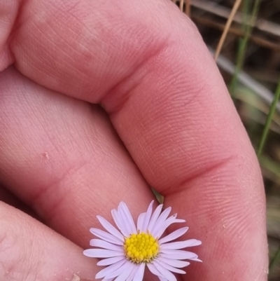 Brachyscome rigidula (Hairy Cut-leaf Daisy) at QPRC LGA - 5 Nov 2023 by clarehoneydove