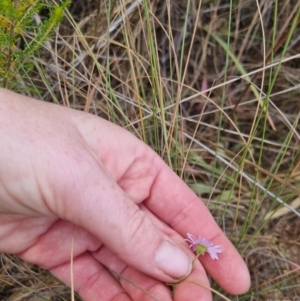 Brachyscome rigidula at Bungendore, NSW - suppressed