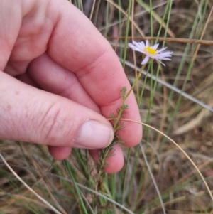 Brachyscome rigidula at Bungendore, NSW - suppressed