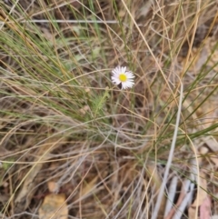 Brachyscome rigidula at Bungendore, NSW - suppressed