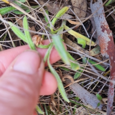 Coronidium scorpioides (Button Everlasting) at QPRC LGA - 5 Nov 2023 by clarehoneydove