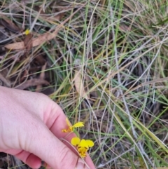 Diuris sulphurea (Tiger Orchid) at QPRC LGA - 5 Nov 2023 by clarehoneydove