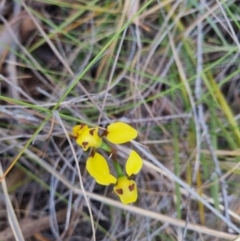 Diuris sulphurea at Bungendore, NSW - 5 Nov 2023