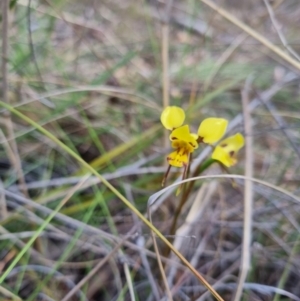 Diuris sulphurea at Bungendore, NSW - 5 Nov 2023