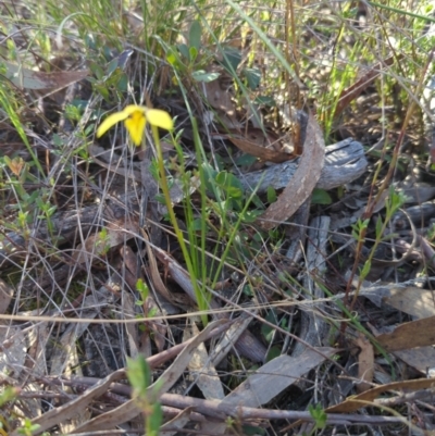 Diuris chryseopsis (Golden Moth) at Gungaderra Grasslands - 24 Sep 2023 by RobynHall