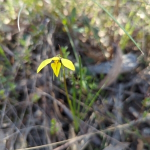 Diuris chryseopsis at Kaleen, ACT - 24 Sep 2023