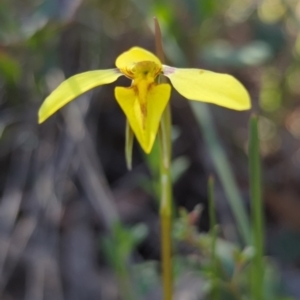 Diuris chryseopsis at Kaleen, ACT - suppressed