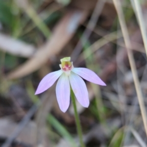 Caladenia carnea at Crace, ACT - suppressed