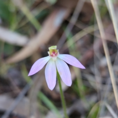 Caladenia carnea (Pink Fingers) at Gungaderra Grasslands - 24 Sep 2023 by RobynHall