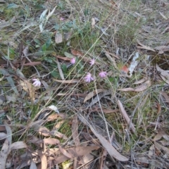 Caladenia carnea at Crace, ACT - 24 Sep 2023