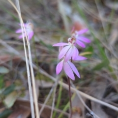 Caladenia carnea at Crace, ACT - suppressed