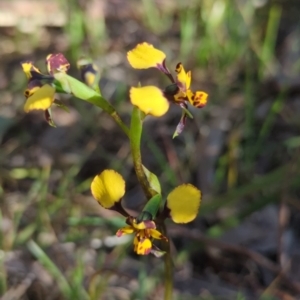 Diuris pardina at Crace, ACT - suppressed