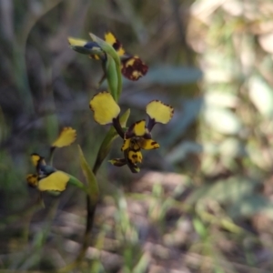 Diuris pardina at Crace, ACT - 24 Sep 2023