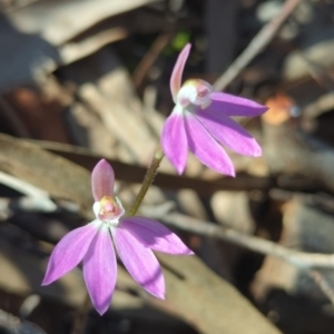 Caladenia carnea at Crace, ACT - suppressed