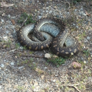 Morelia spilota at suppressed - suppressed