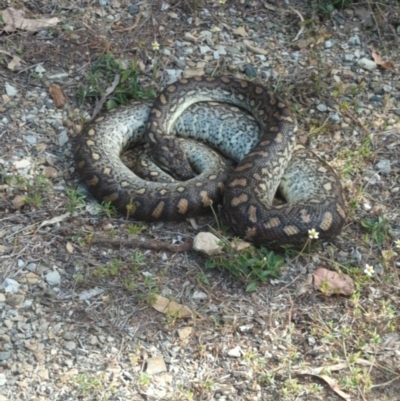 Unidentified Snake at Pallarenda, QLD - 25 Aug 2023 by RobynHall