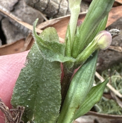 Pseuderanthemum variabile (Pastel Flower) at Kangaroo Valley, NSW - 5 Nov 2023 by lbradleyKV