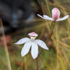 Caladenia alpina (Mountain Caps) at Rendezvous Creek, ACT - 5 Nov 2023 by RobynHall