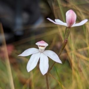 Caladenia alpina at Rendezvous Creek, ACT - 5 Nov 2023