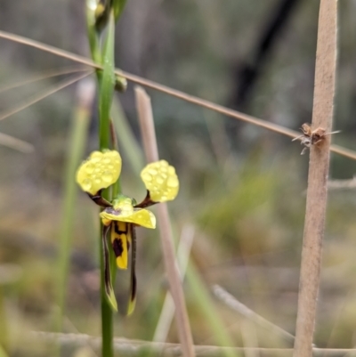 Diuris sulphurea (Tiger Orchid) at Rendezvous Creek, ACT - 4 Nov 2023 by RobynHall