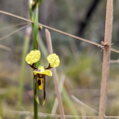 Diuris sulphurea (Tiger Orchid) at Rendezvous Creek, ACT - 5 Nov 2023 by RobynHall