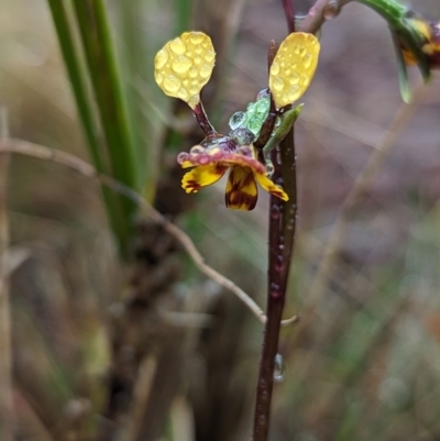 Diuris semilunulata (Late Leopard Orchid) at Rendezvous Creek, ACT - 5 Nov 2023 by RobynHall