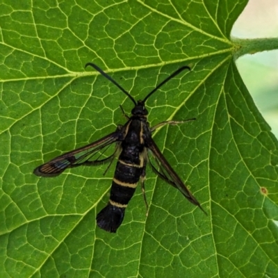 Synanthedon tipuliformis (Currant Clear Wing, Currant Borer Moth) at Page, ACT - 5 Nov 2023 by CattleDog