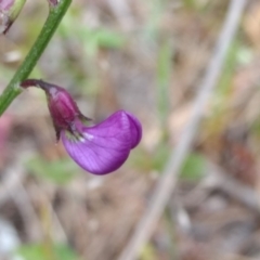 Swainsona recta (Small Purple Pea) at Tuggeranong, ACT - 5 Nov 2023 by BarrieR