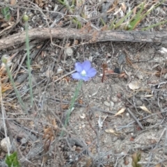 Linum marginale (Native Flax) at Mount Taylor - 5 Nov 2023 by BarrieR