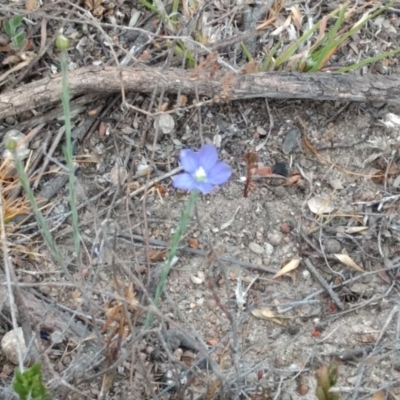 Linum marginale (Native Flax) at Tuggeranong, ACT - 5 Nov 2023 by BarrieR