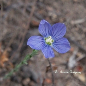 Linum marginale at Tuggeranong, ACT - 5 Nov 2023 12:39 PM