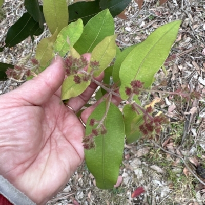 Angophora floribunda (Apple, Rough-barked Apple) at Kangaroo Valley, NSW - 5 Nov 2023 by lbradleyKV